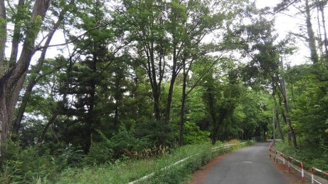 ウグイス