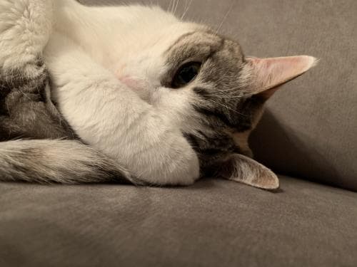 人生初 猫飼いました
